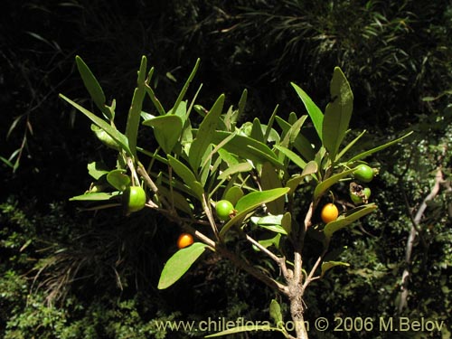 Bild von Myrceugenia chrysocarpa (Luma blanca / pitrilla). Klicken Sie, um den Ausschnitt zu vergrössern.